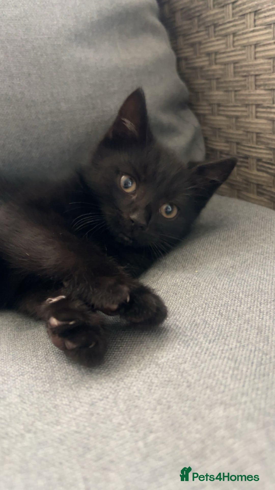 Mixed Breed cats for sale: Beautiful Black Kitten - Image 3
