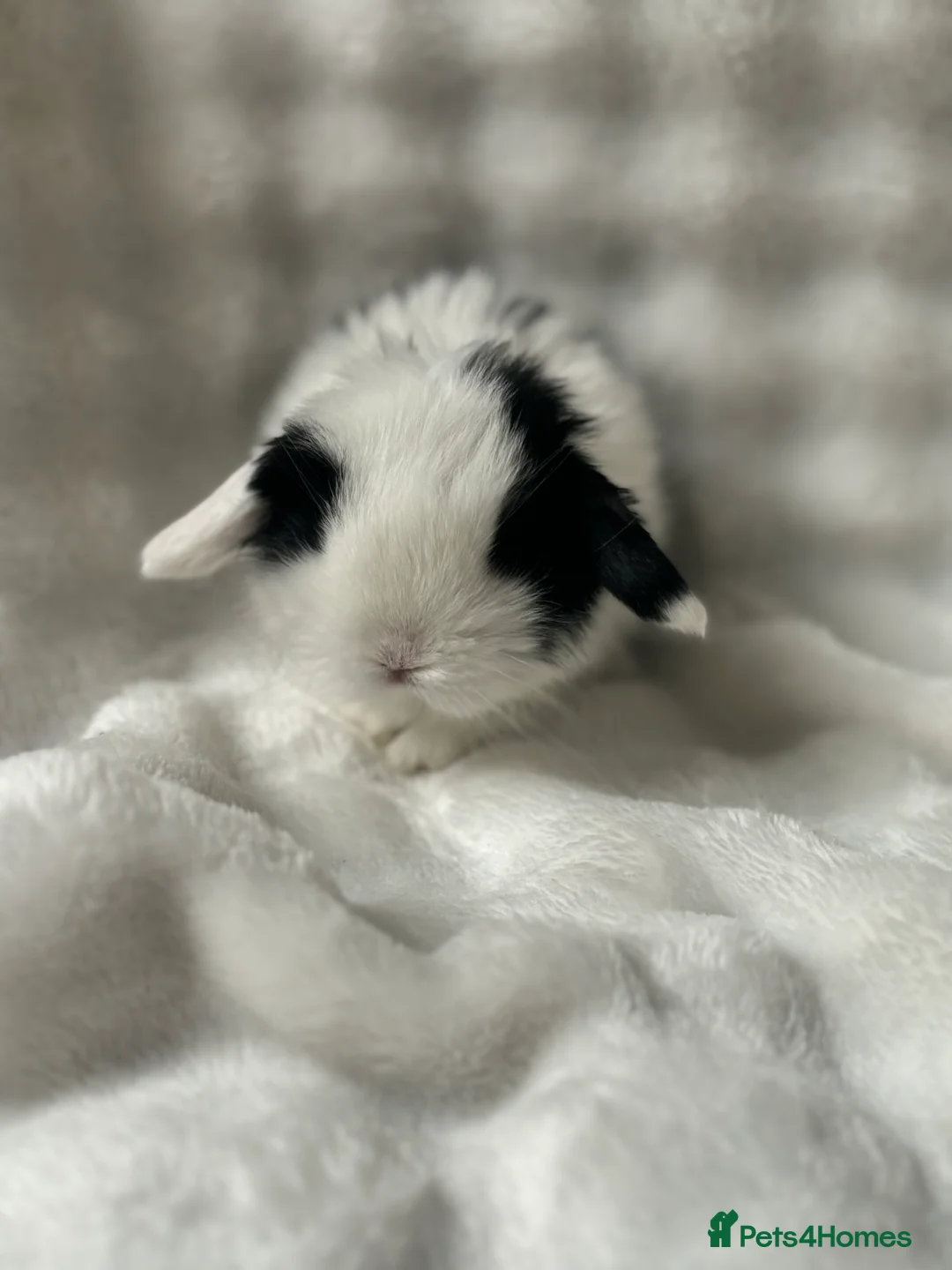 Mini Lop rabbits for sale: Beautiful Pure Bred Mini Lops - Advert 3