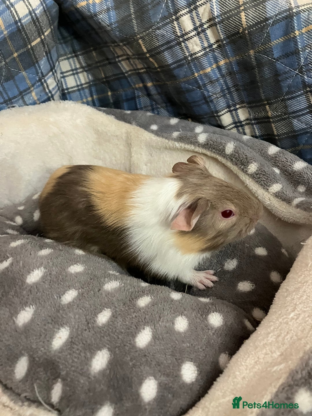 Guinea Pig rodents for sale: Lots of lovely baby boys  - Advert 9