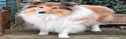 Rough Collie dogs for sale: Clear Non-carriers DM-CEA-MDR1-PRA. 0% inbreeding. - Advert 35