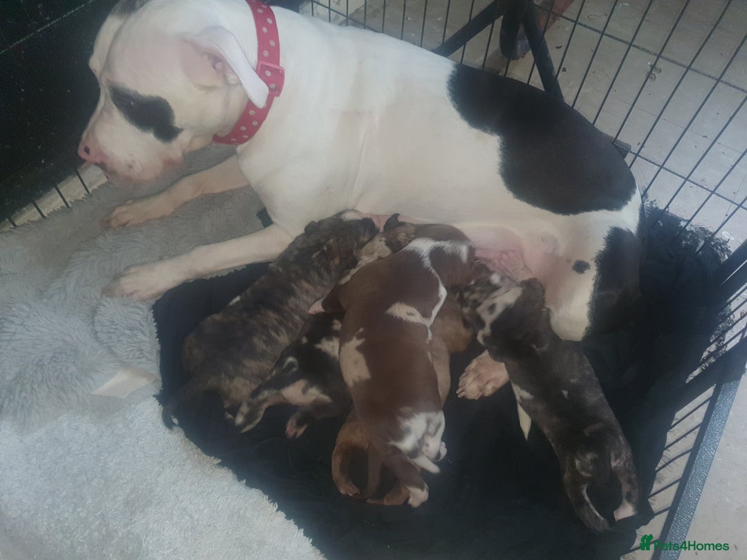 Mixed Breed dogs for sale: American Bull Staffy Puppies - Image 12
