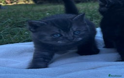 British Shorthair cats for sale: Kittens for forever homes - Image 5
