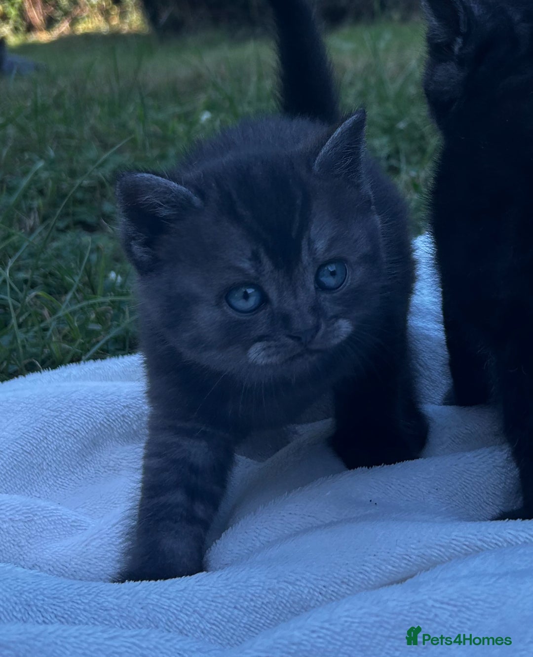 British Shorthair cats for sale: Kittens for forever homes - Image 5