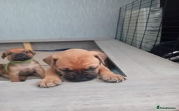 Mixed Breed dogs for sale: Bullmastiff X Puppies - Image 18