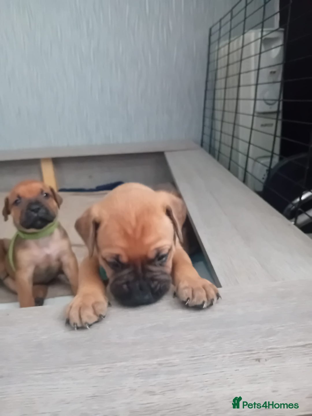 Mixed Breed dogs for sale: Bullmastiff X Puppies - Image 18