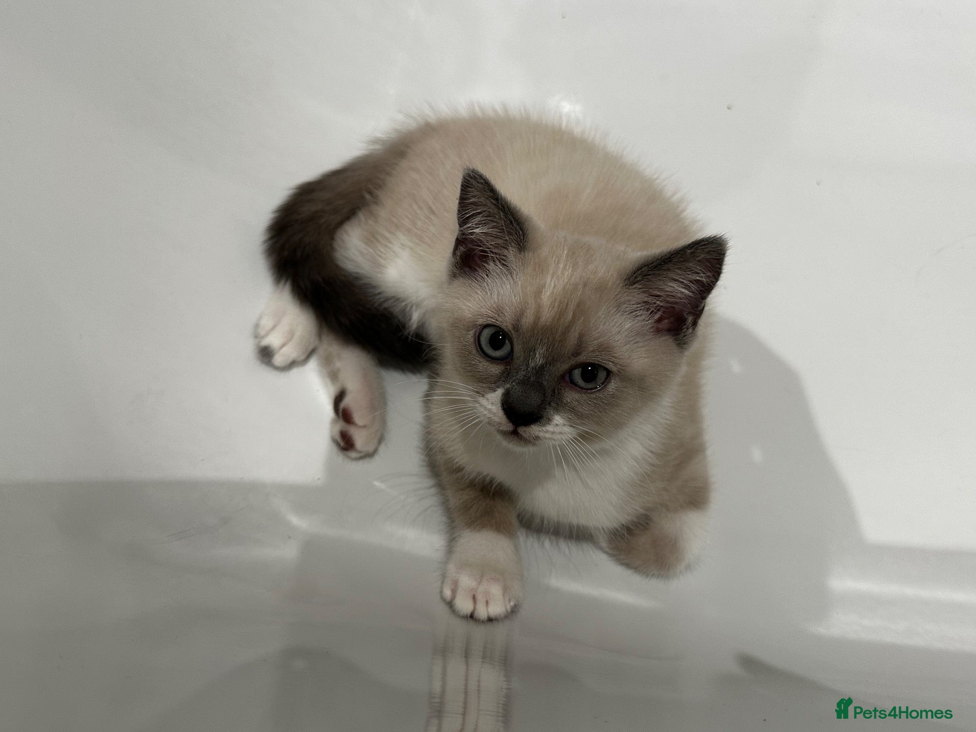 Scottish Fold cats Scottish fold and British shorthair kittens - Advert 2