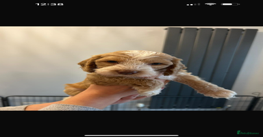 Cockapoo dogs - Advert 9