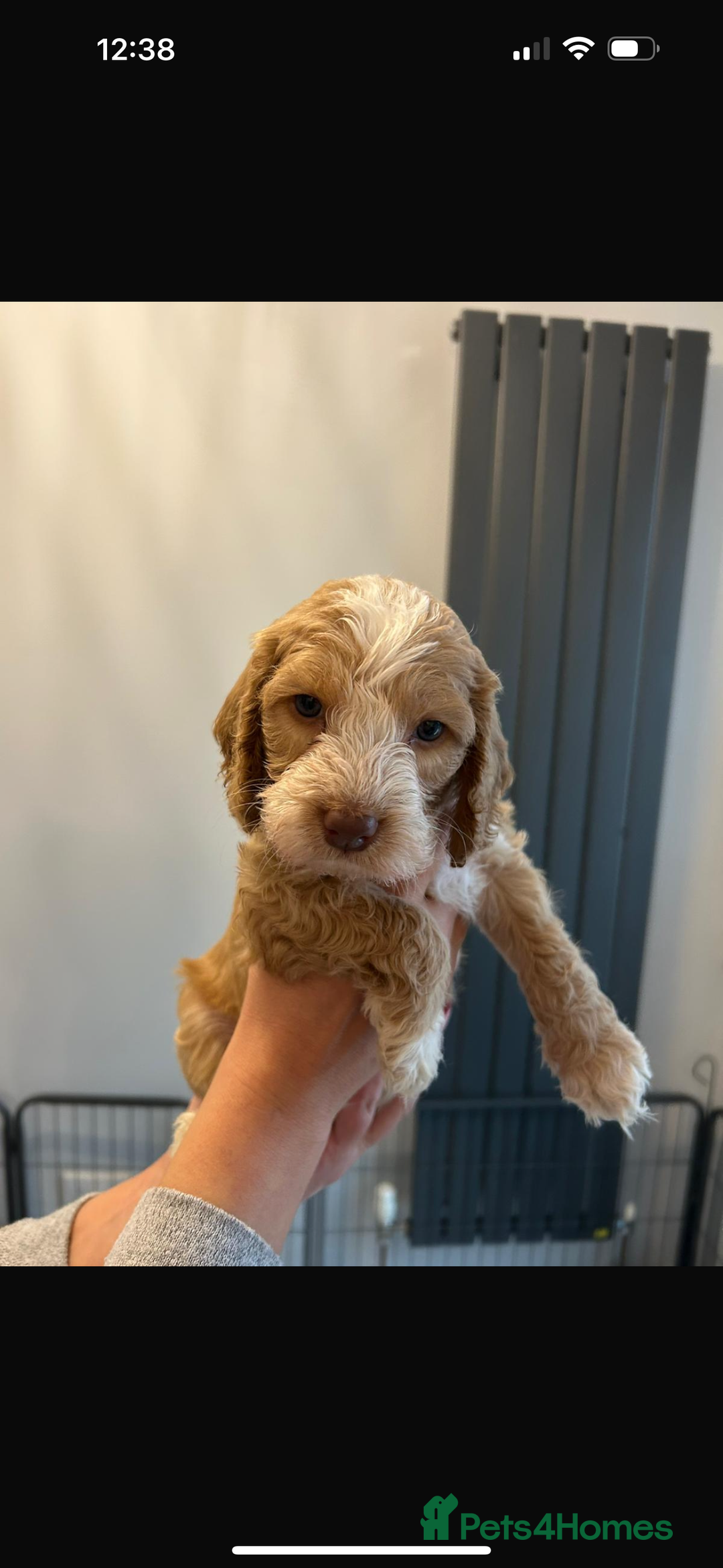 Cockapoo dogs for sale: Beautiful Cockapoos  - Image 3