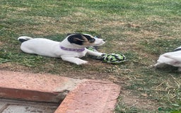 Jack Russell dogs for sale: Jack russell puppies - Image 18