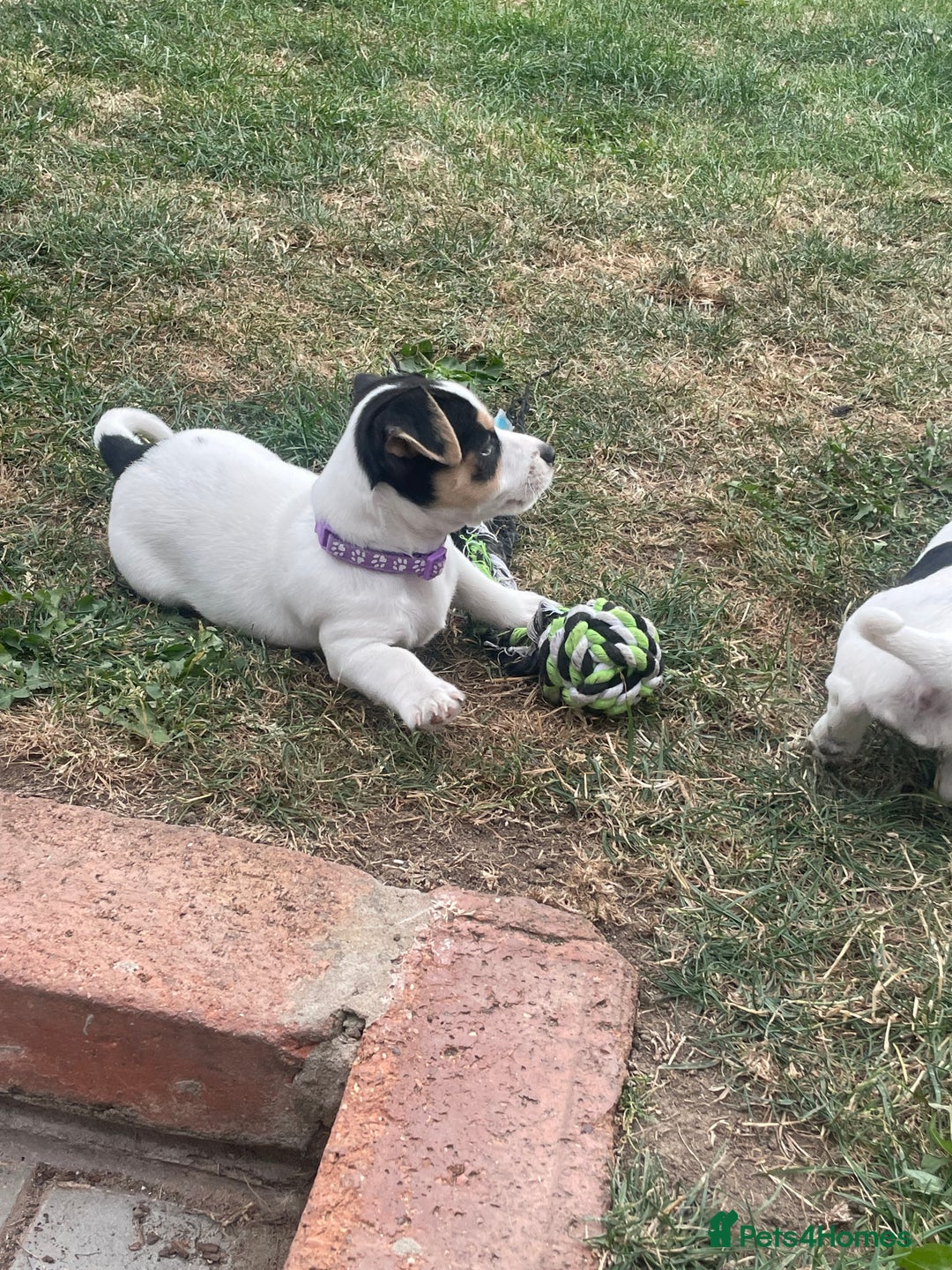 Jack Russell dogs for sale: Jack russell puppies - Image 18