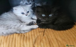 Persian cats for sale: Persian kittens for sale - Image 14