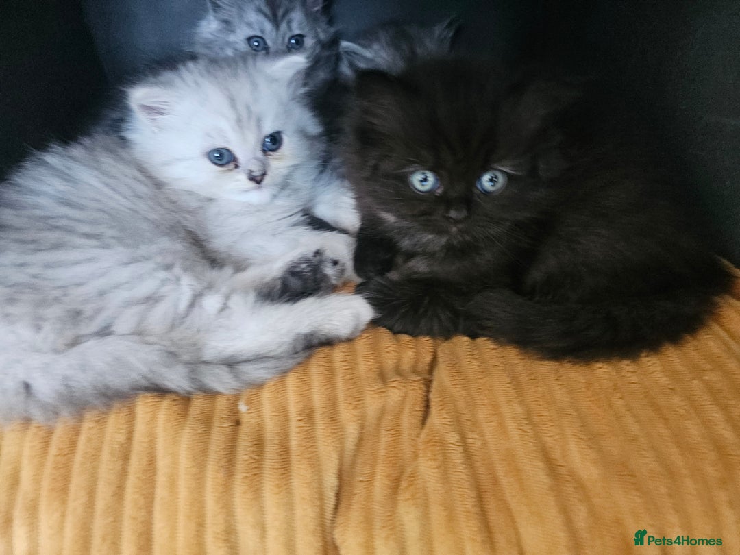 Persian cats for sale: Persian kittens for sale - Image 14