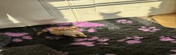 Devon Rex cats for sale: 2026 Devon Rex litters  - Advert 21