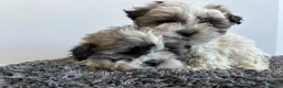 Zuchon dogs for sale: Shih Tzu x  bichon f1 Zuchon puppy - Advert 4