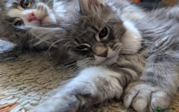 Maine Coon cats for sale: Maine Coon Kittens GCCF - Image 35