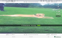 Labrador Retriever dogs for sale: Buddy  - Advert 3