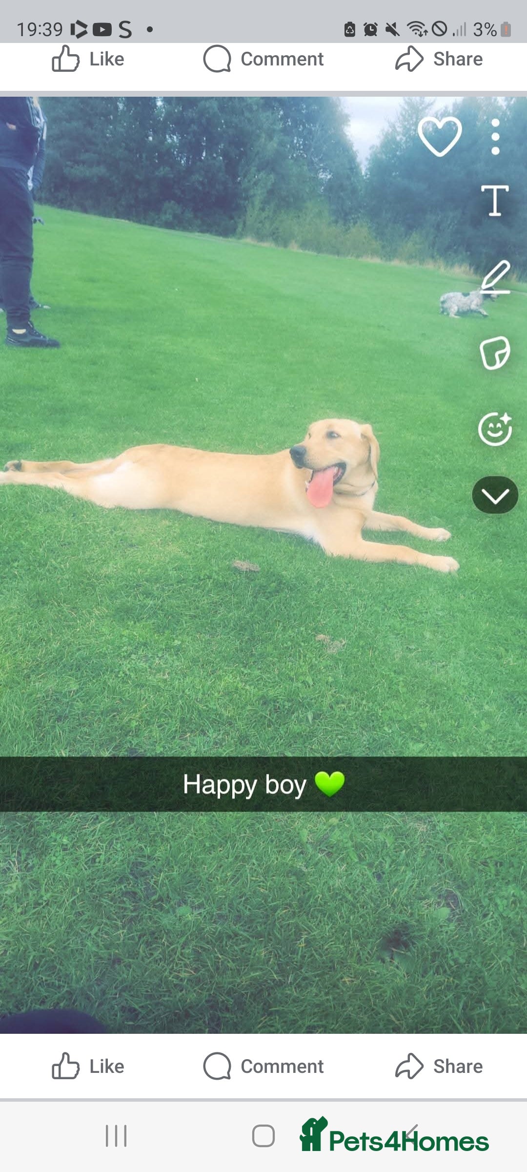 Labrador Retriever dogs for sale: Buddy  - Advert 3