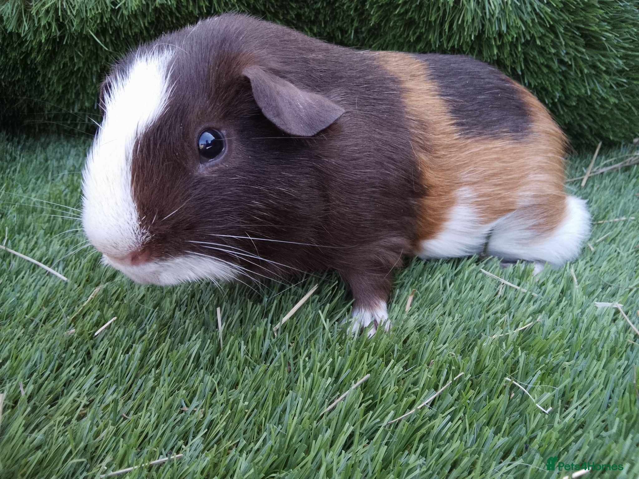 Guinea Pig rodents Tri guinea pig Boy and other boys  - Advert 1