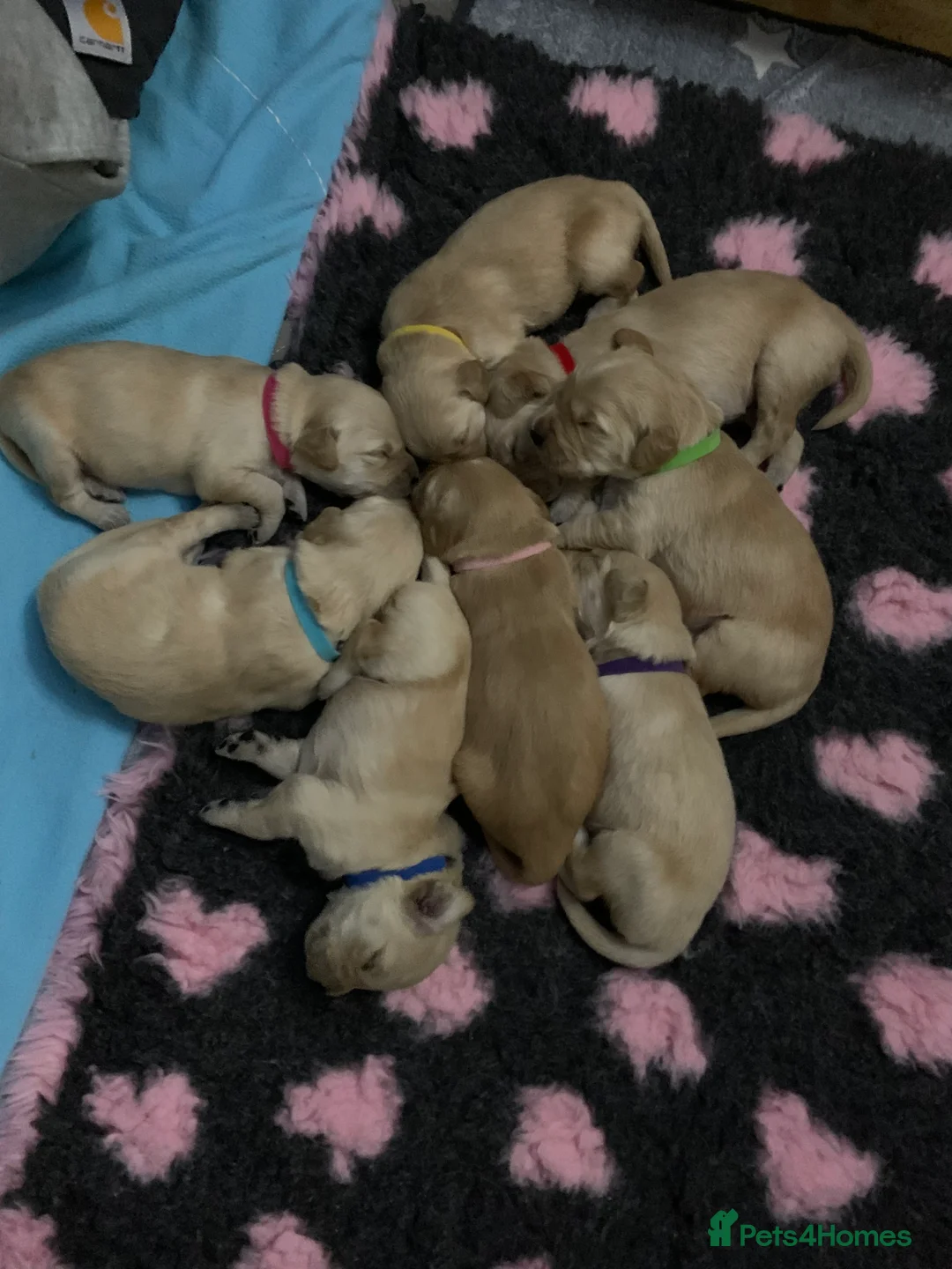 Golden Retriever dogs for sale: Beautiful Golden retrievers  - Advert 8