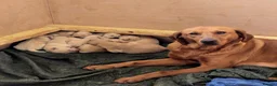 Goldador dogs for sale: 🐶 Adorable puppies ready for their forever homes  - Advert 7