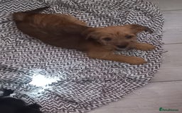 Mixed Breed dogs for sale: 💞ONLY 4 Beautiful Yorkie Russel Puppies Left 💞 - Image 29