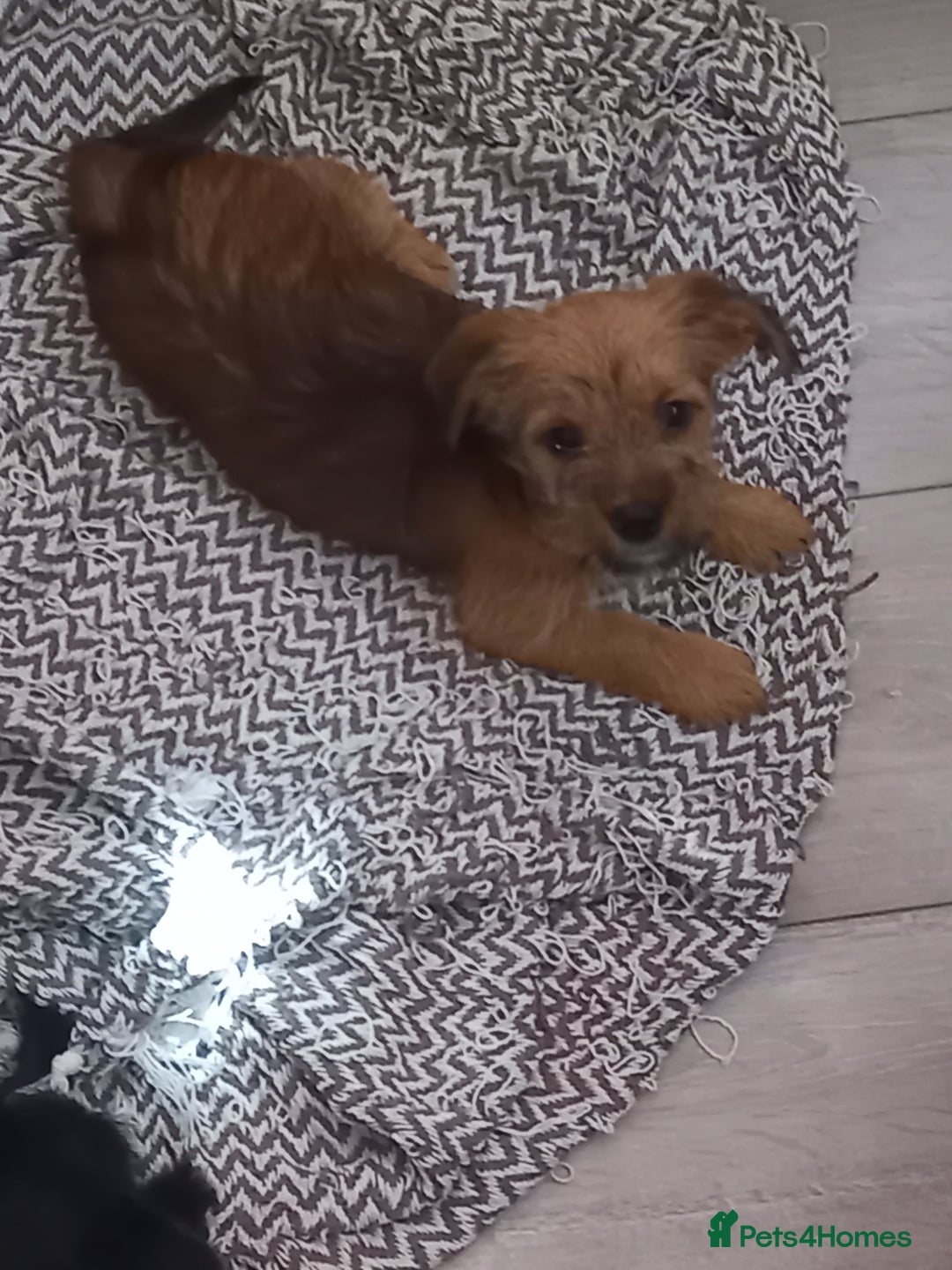 Mixed Breed dogs for sale: 💞ONLY 4 Beautiful Yorkie Russel Puppies Left 💞 - Image 29