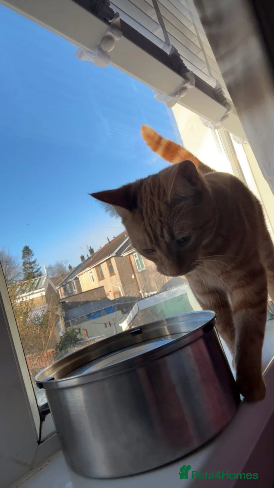 Mixed Breed cats for sale: Ginger male, black white and ginger female - Advert 2