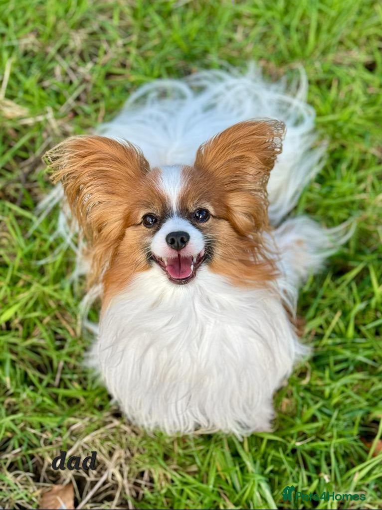 Papillon dogs KC registered shows quality stud. - Advert 8