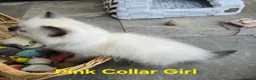 Ragdoll cats for sale: Adorable Ragdoll kittens looking for loving homes! - Advert 30