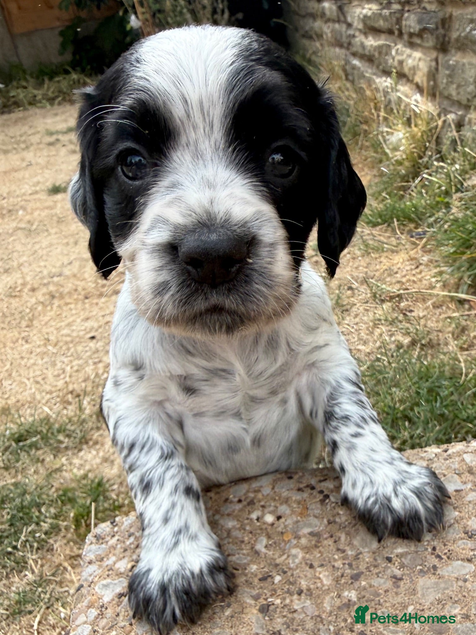 Cocker Spaniel dogs Last 3 KC registered Working Cocker Spaniels - Advert 2