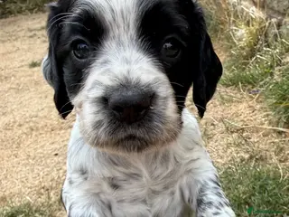 Cocker Spaniel dogs Last 3 KC registered Working Cocker Spaniels - Advert 2