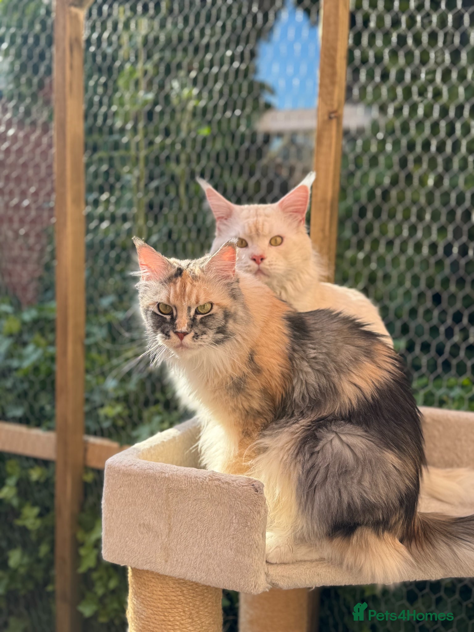 Maine Coon cats Gorgeous Shaded Line Maine Coon kitten for sale - Advert 1