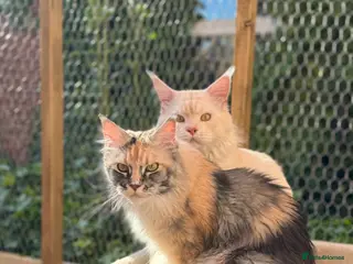 Maine Coon cats Gorgeous Shaded Line Maine Coon kitten for sale - Advert 1