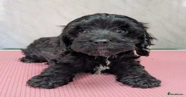 Cockapoo dogs - Advert 16
