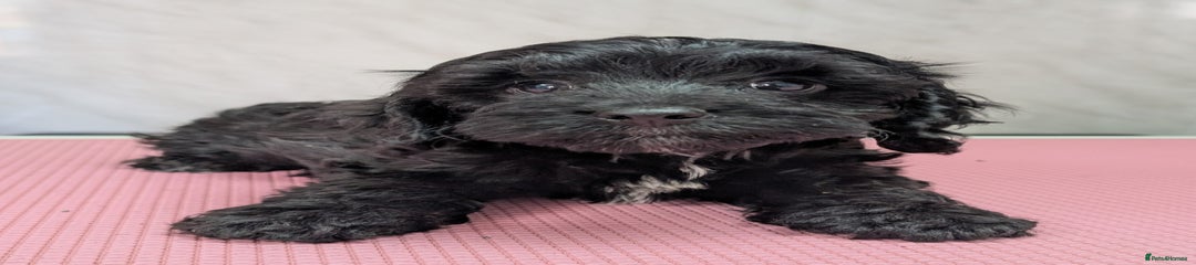 Cockapoo Puppy 3