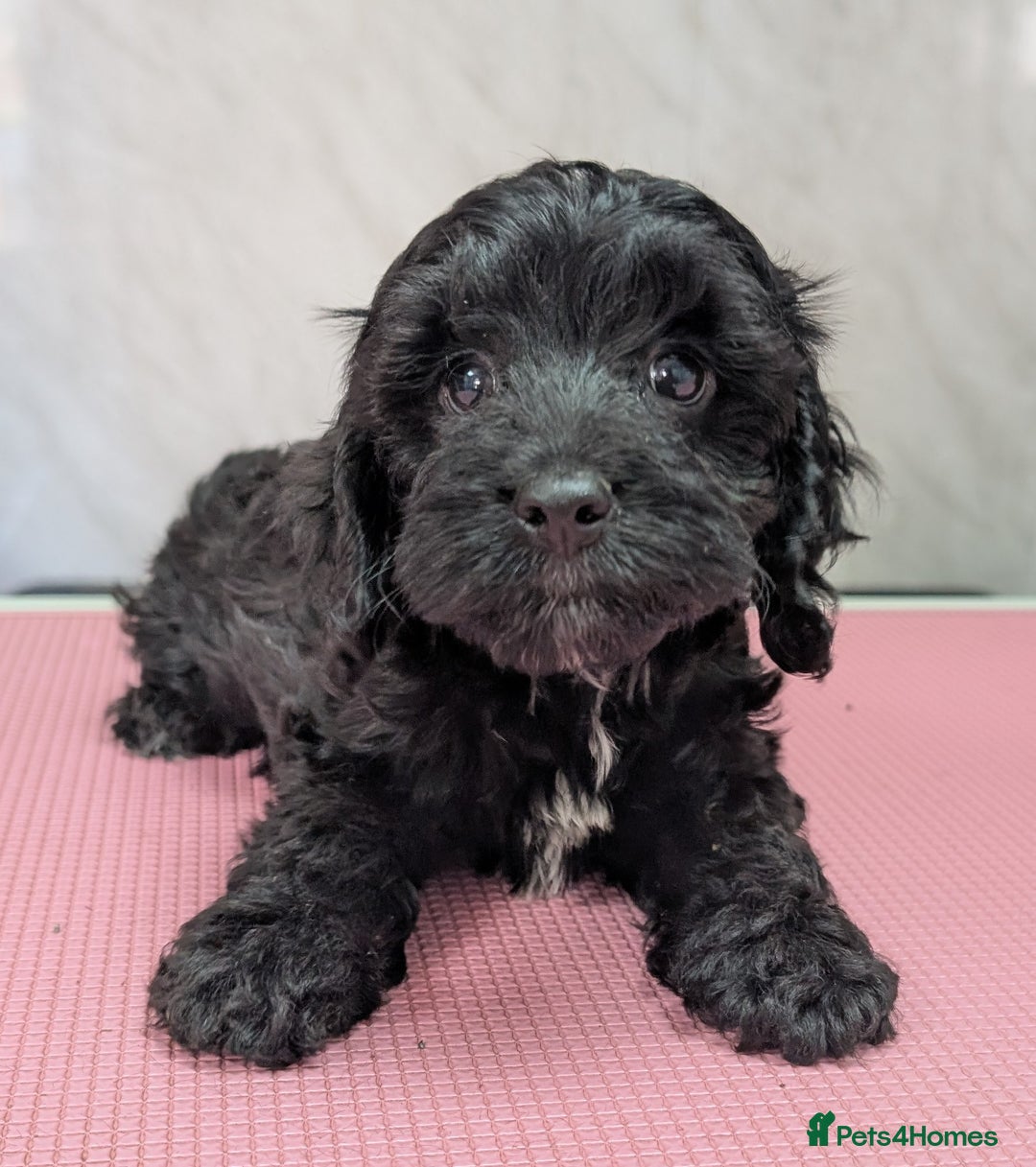 Cockapoo dogs for sale: Ready now, gorgeous health tested F1 cockapoos - Image 2