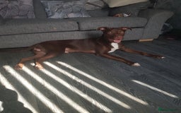 Mixed Breed dogs for sale: Xl,staffy,collie mix boy 7 months - Image 5
