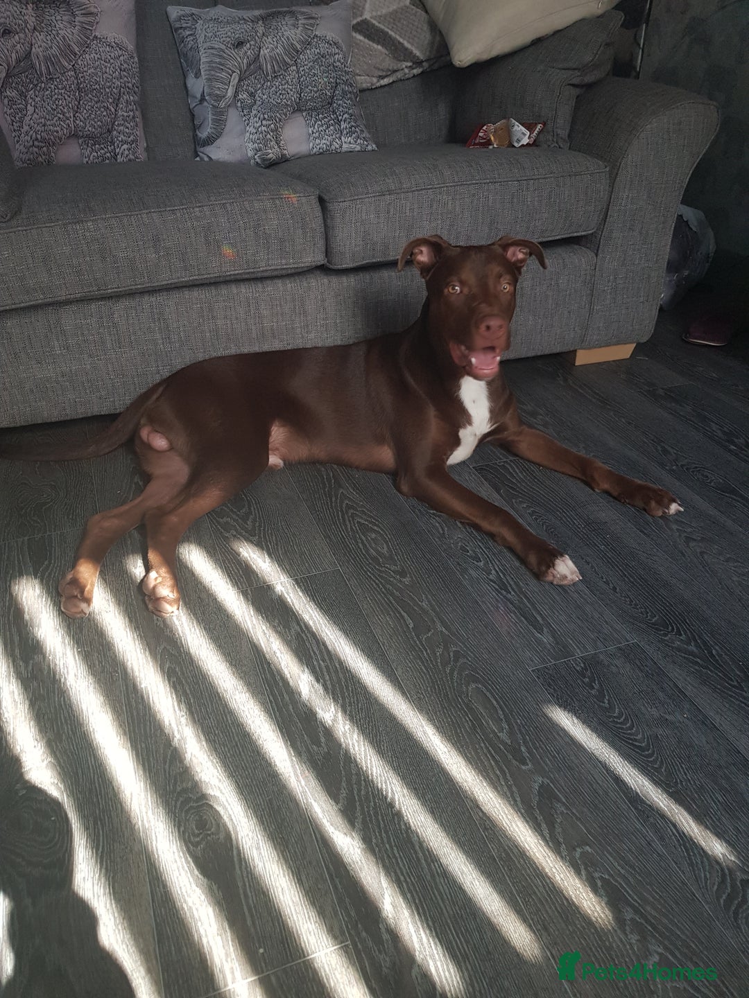 Mixed Breed dogs for sale: Xl,staffy,collie mix boy 7 months - Image 5