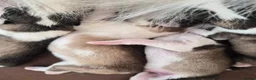 Alaskan Malamute dogs for sale: Pedigree Alaskan Malamutes Puppies - Advert 6