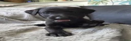 Mixed Breed dogs for sale: 🐾 Labrador × Whippet Puppies! 🐾 - Advert 3