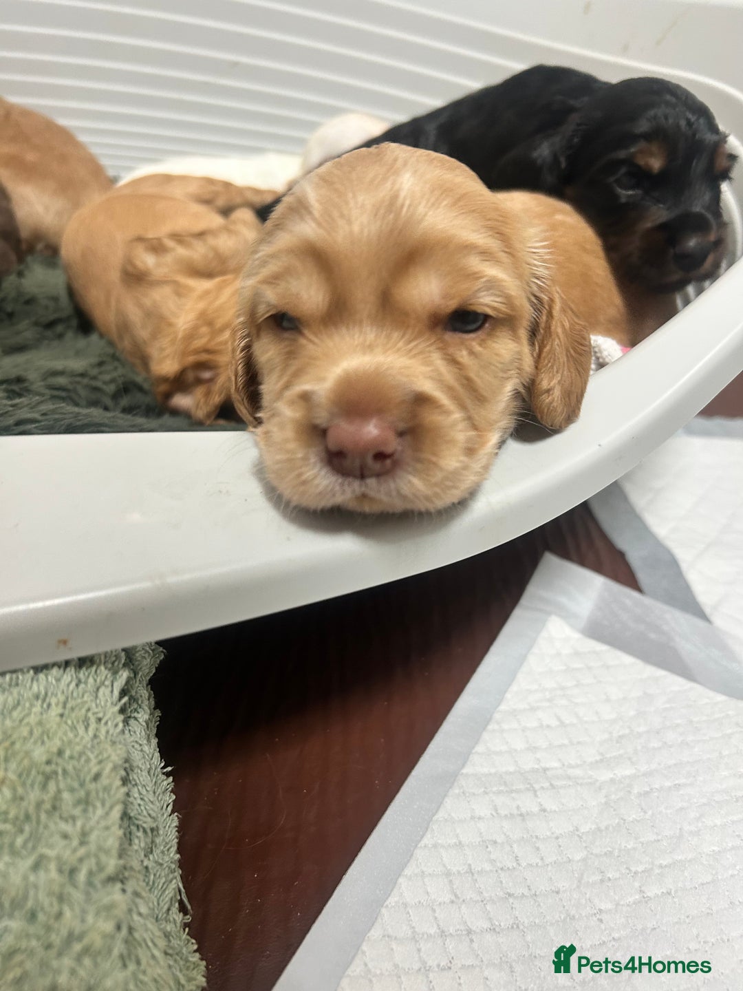 Cocker Spaniel dogs for sale: Cocker spaniel  - Advert 2