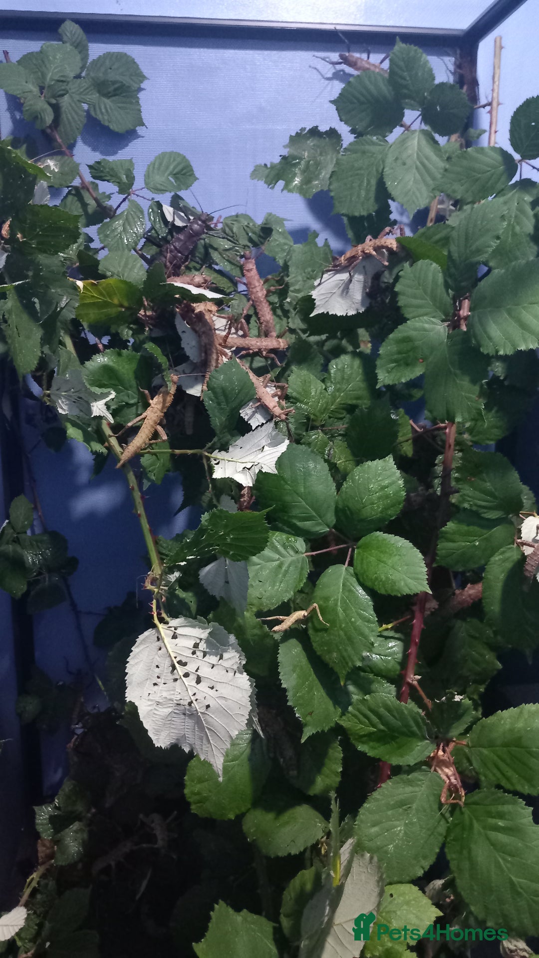 Stick Insects invertebrates for sale: Adult Eurycantha Calcerata Pairs - Advert 6