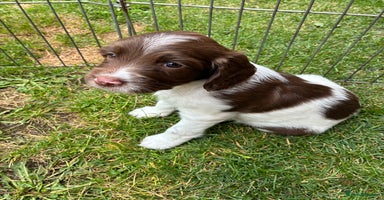 English Springer Spaniel dogs - Advert 13