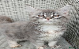 Maine Coon cats for sale: Beautiful chunky TICA reg girl ready now!! - Image 3