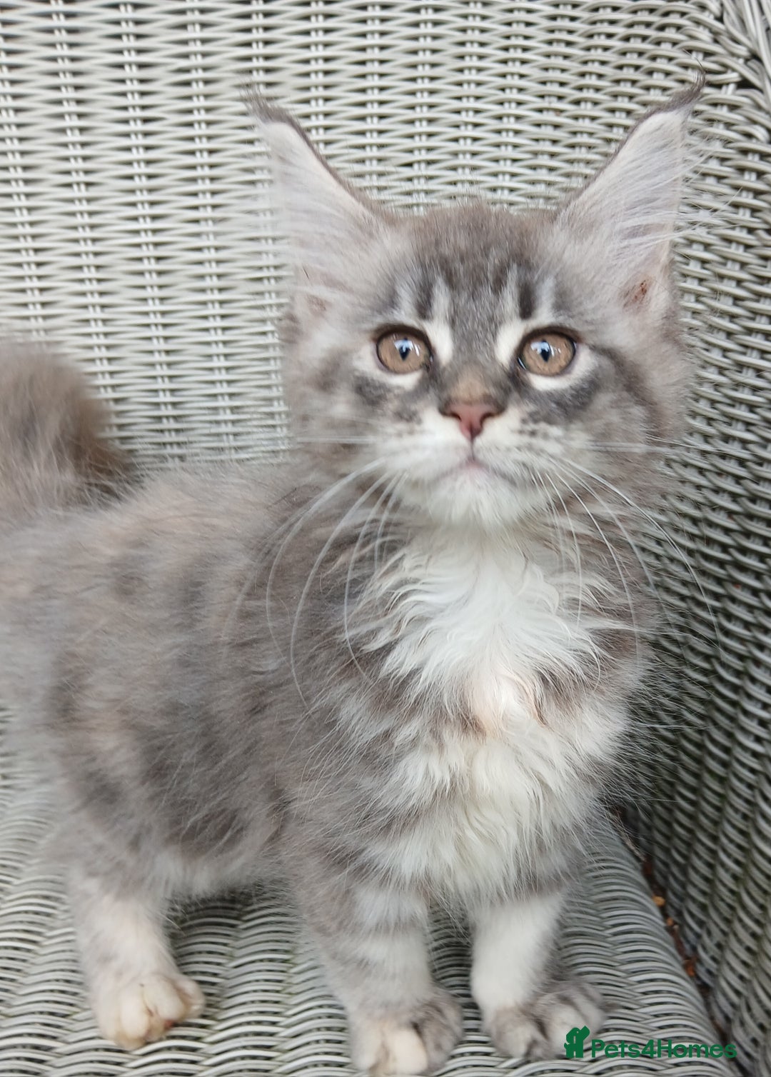 Maine Coon cats for sale: Beautiful chunky TICA reg girl ready now!! - Image 3