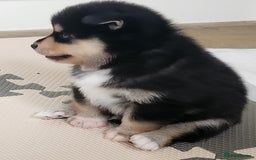 Pomsky dogs for sale: Heavenly Pomskies Puppies  - Image 23