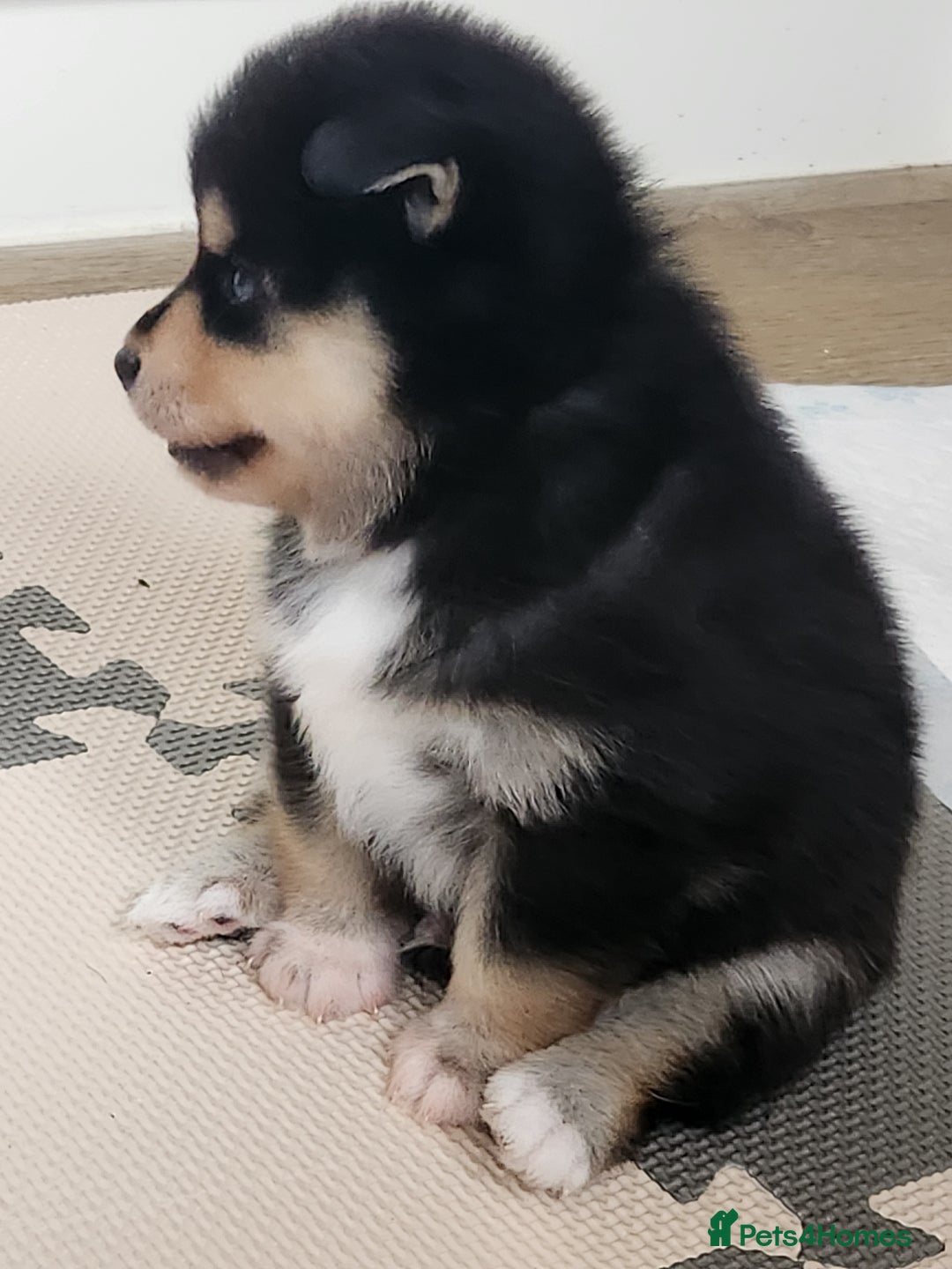 Pomsky dogs for sale: Heavenly Pomskies Puppies  - Image 23