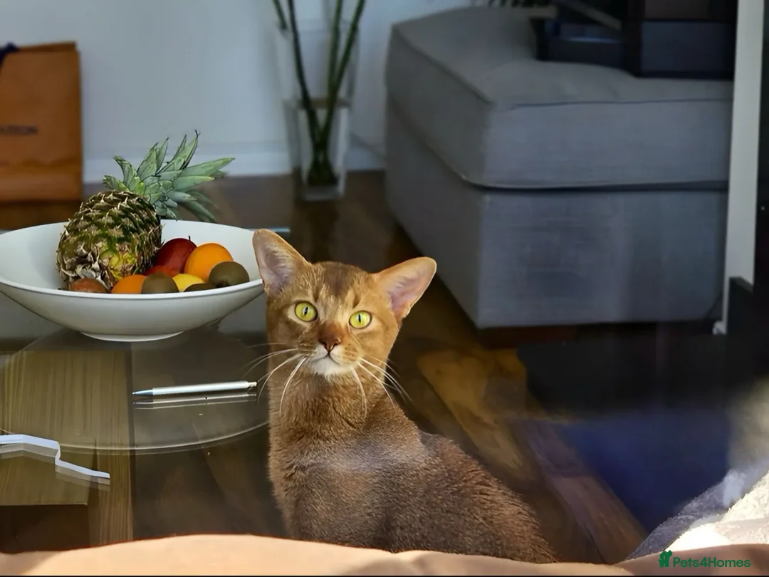 Abyssinian cats for sale: Adorable Abyssinian Kittens - Image 2