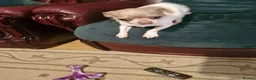 Chihuahua dogs for stud: Chihuahua stud dog only - Advert 5