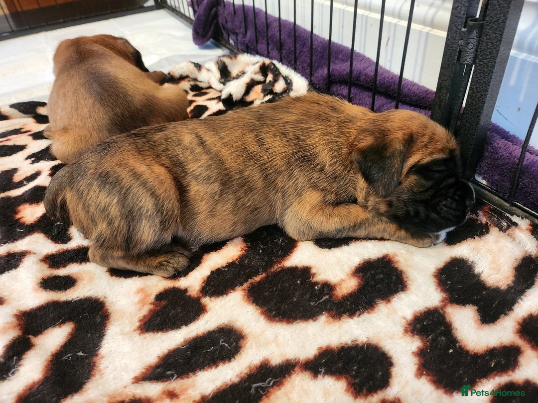 Boxer dogs for sale: 🌟🩷COI 0.5% KC REG BOBTAIL GIRL🩷🌟 - Image 5